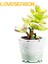 Loveseason Bu, Yaklaşık Iki Yüz Mini Yapı Taşından Oluşan, Renkli, Ilginç, Romantik ve 123465 Dolu, Etli Bir Bonsai Bitkisidir. (Yurt Dışından) 3