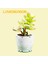 Loveseason Bu, Yaklaşık Iki Yüz Mini Yapı Taşından Oluşan, Renkli, Ilginç, Romantik ve 123465 Dolu, Etli Bir Bonsai Bitkisidir. (Yurt Dışından) 4
