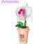 Amamia Bitki Yapı Taşları Büyük Sadakat Lotus Çiçeği Botanik Koleksiyonu Bonsai Yapı Taşları (Yurt Dışından) 3