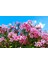 Zakkum - Nerium Oleander 20 Adet 1