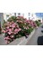Zakkum - Nerium Oleander 20 Adet 3