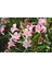 Zakkum Nerium Oleander 60-80 cm 20 Adet 1
