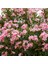 Zakkum Nerium Oleander 60-80 cm 20 Adet 2