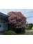 Zakkum Nerium Oleander 60-80 cm 20 Adet 4