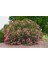 Zakkum Nerium Oleander 60-80 cm 20 Adet 5