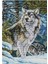 Wolf - Damgalı ve Sayılı Kitler Öş 14CT 2股印布 Çapraz Ş (Yurt Dışından) 1