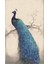 Peacock Diy 5d Elmas Boyama Nakış Çapraz Dikiş Kiti Ev Dekoru B (Yurt Dışından) 5