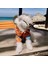 Kedi Köpek için Güneş Gözlüklü Hawaii Temalı Yazlık Tshirt 4
