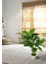 Yapay Çiçek Areka Palmiye Ağacı 85 cm 2dal Salon Çiçeği Beyaz Saksılı Yapay Bitki 5