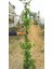 Arap Yasemi̇ni̇ Büyük Boy 2.5 Metre - Çi̇çekli̇ Kokulu Sarilici Bi̇tki̇ 1