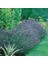 Mavi Hidcote Lavanta Tohumu(20 Tohum) 3