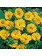 Soğuklara Dayanıklı Katmerli Yellow Beauty Geum Çiçeği Tohumu(20 Tohum) 3