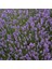 Lavandula Angustifolia Lavanta Çiçeği Tohumu(25000 Tohum) 4