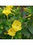 Sarı Rüya Yellow Akşam Sefası Çiçeği Tohumu(20 Tohum) 1