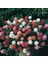 Gomphrena Globosa Mixed Medine Çiçeği Tohumu (50 Tohum) 3