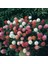 Gomphrena Globosa Mixed Medine Çiçeği Tohumu (50 Tohum) 5