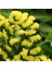 Limonium Sinuatum Deep Yellow Deniz Lavantası Tohumu(30 Tohum) 1
