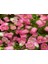 Isabella Rose Pink Çan Çiçeği Tohumu (100 Tohum) 1