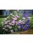 Isabella Rose Pink Çan Çiçeği Tohumu (100 Tohum) 2