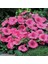 Lavatera Trimestris Regis Pembe Pamuk Çiçeği Tohumu (50 Tohum) 1