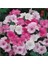 Lavatera Trimestris Regis Pembe Pamuk Çiçeği Tohumu (50 Tohum) 4