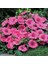 Lavatera Trimestris Regis Pembe Pamuk Çiçeği Tohumu (50 Tohum) 5