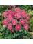 Bodur Mignon Rose Dahlia Yıldız Çiçeği Tohumu (80 Tohum) 1