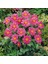 Bodur Mignon Rose Dahlia Yıldız Çiçeği Tohumu (80 Tohum) 2