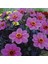 Bodur Mignon Purple Dahlia Yıldız Çiçeği Tohumu (80 Tohum) 1