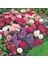 Callistephus Pompon Dark Red Aster Çiçeği Tohumu(50 Tohum) 4