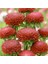 Callistephus Pompon Dark Red Aster Çiçeği Tohumu(50 Tohum) 5