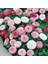 Bellis Perennis Beyaz Ponpon Ingiliz Çayır Papatyası Çiçeği Tohumu(100 Tohum) 2