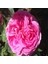 Kokulu Pink Quen Pembe Renkli Sarmaşık Gül Tohumu (5 Tohum) 1
