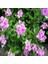 Vinca Rosea Little Pinkie Rozet Çiçeği Tohumu (20 Tohum) 4