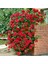 Kokulu Red Beauty Kırmızı Yediveren Sarmaşık Gül Tohumu (5 Tohum) 1