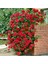 Kokulu Red Beauty Kırmızı Yediveren Sarmaşık Gül Tohumu (5 Tohum) 4