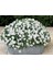 Viola Cornuta White Perfection Menekşe Çiçeği Tohumu(100 Tohum) 2