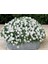 Viola Cornuta White Perfection Menekşe Çiçeği Tohumu(100 Tohum) 4