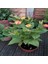 Bicolor Mixed Akşam Sefası Çiçeği Tohumu(20 Tohum) 4