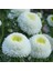 Pompon White Aster Çiçeği Tohumu(50 Tohum) 1
