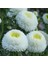 Pompon White Aster Çiçeği Tohumu(50 Tohum) 5