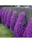 Menekşe Renginde Aubrieta Obrizya Çiçek Tohumu (100 Tohum) 5