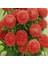 Pompon Salmon Red Aster Çiçeği Tohumu(50 Tohum) 5