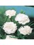 Chabaud White Katmerli Karanfil Çiçeği Tohumu(70 Adet) 1