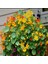 Tropaeolum Peach Melba Latin Çiçeği Tohumu (10 Adet) 2