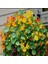 Tropaeolum Peach Melba Latin Çiçeği Tohumu (10 Adet) 5
