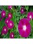 Crimson Rambler Gündüz Sefası Çiçeği Tohumu(10 Tohum) 4