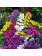 Limonium Sinuatum Deep Blue Deniz Lavantası Tohumu(30 Tohum) 5