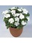 Vinca Rosea Pure White Rozet Çiçeği Tohumu (20 Tohum) 4