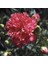 Chabaud Pure Rose Karanfil Çiçeği Tohumu(70 Adet) 3